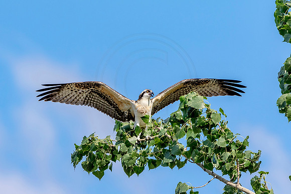 1 osprey kid (624A7917) August 5, 2017