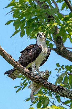 1b osprey