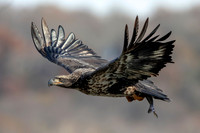 2 conowingo (624A4879) November 16, 2018