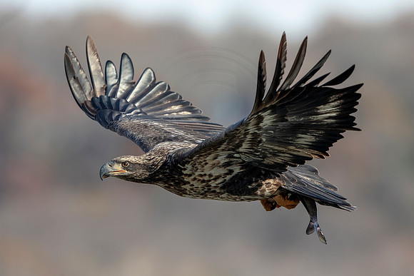 2 conowingo (624A4879) November 16, 2018
