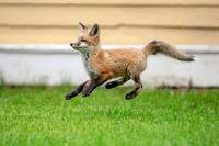 2 red foxes (AF3A3353) May 14, 2019