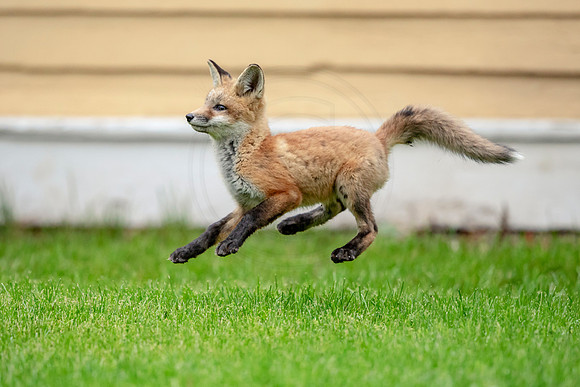 2 red foxes (AF3A3353) May 14, 2019