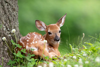 2 fawn (624A8835) June 9, 2018