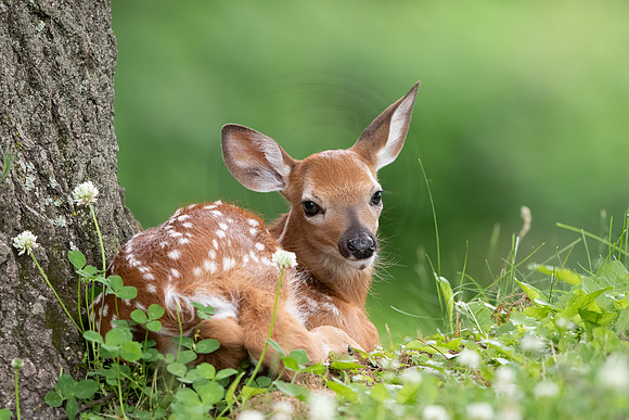 2 fawn (624A8835) June 9, 2018