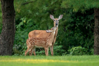 1 mama and fawn (AF3A9526) July 13, 2019