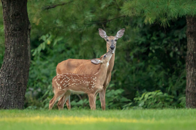 1 mama and fawn (AF3A9526) July 13, 2019