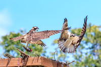 6 kings garden osprey (624A9166) August 9, 2017