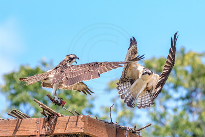 6 kings garden osprey (624A9166) August 9, 2017