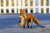 6 mama fox (624A1881) April 21, 2018