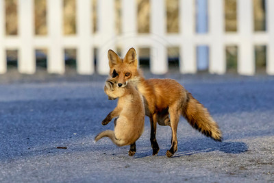 6 mama fox (624A1881) April 21, 2018