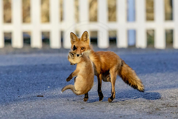 6 mama fox (624A1881) April 21, 2018