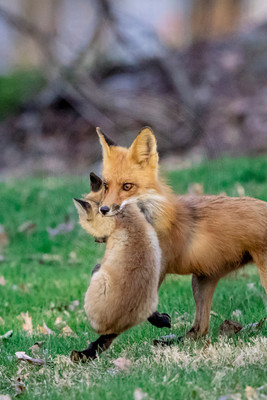 7 mama fox (624A1891) April 21 2018 copy