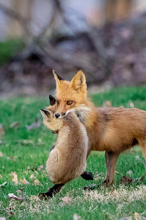 7 mama fox (624A1891) April 21 2018 copy