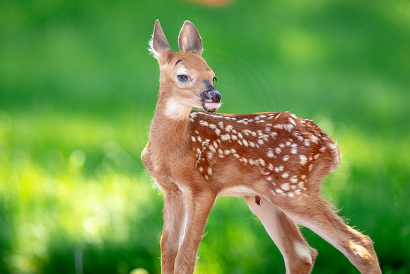 9 fawn (AF3A5753) June 3, 2019