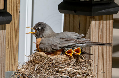 14 robins nest (AF3A5354) May 26, 2020 copy