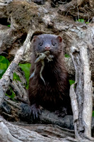 6 american mink (624A6403) July 17, 2020