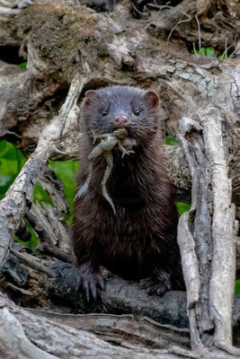 6 american mink (624A6403) July 17, 2020