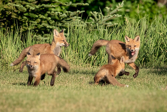 15 red fox kits (624A0338) June 16, 2018