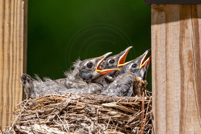 20 robins nest (AF3A31) May 30, 2020 copy