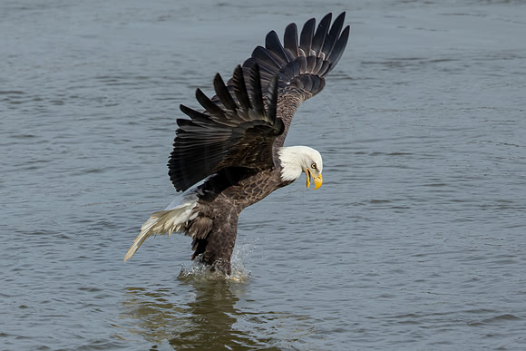 21 bald eagle (C1112385) November 11, 2021