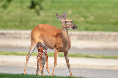 15 nursing fawn (AF3A7502) June 9, 2019