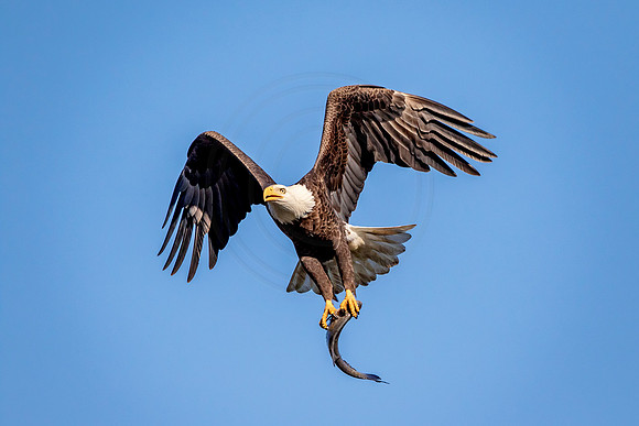4 Conowingo (624A8766) November 16 2017