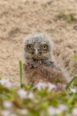 34 burrowing owl youngster (6F3A3007) April 21, 2021