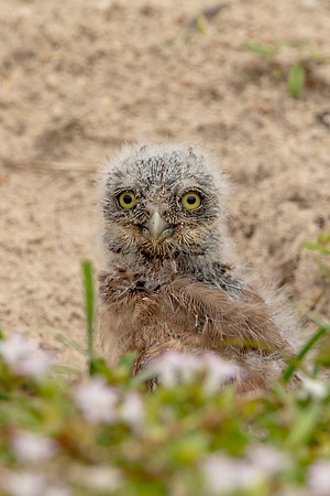 34 burrowing owl youngster (6F3A3007) April 21, 2021