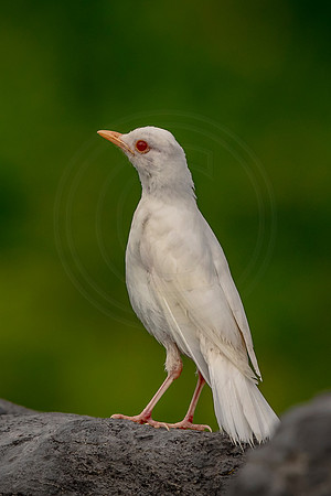 19 albino robin (624A1765) July 15 2017