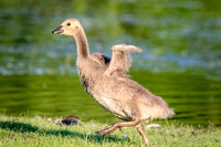1 gosling (624A6012) June 1, 2018