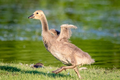 1 gosling (624A6012) June 1, 2018