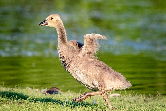 1 gosling (624A6012) June 1, 2018