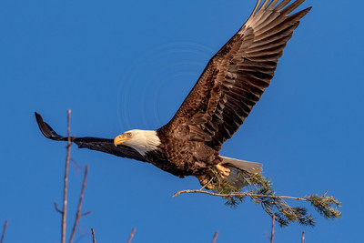 31 eagle (624A9282) March 17, 2017
