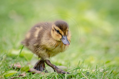44 mallard duckling (624A8742) May 9, 2017
