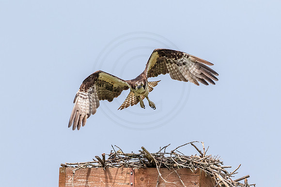 30 female osprey (624A5478) May 28, 2018