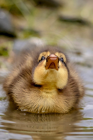 45 mallard duckling (624A8717) May 9 2017 copy