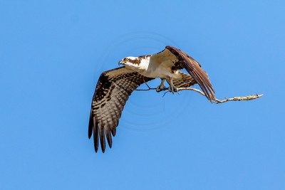 37 osprey (624A0411) February 11, 2017
