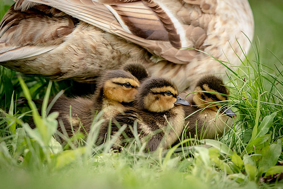 60 mallard ducklings (624A8392) May 9, 2017
