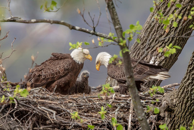42 eagle family (AF3A9240) April 21, 2019