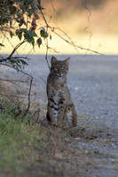 1 bobcat (IMG_1935) November 16, 2023 copy