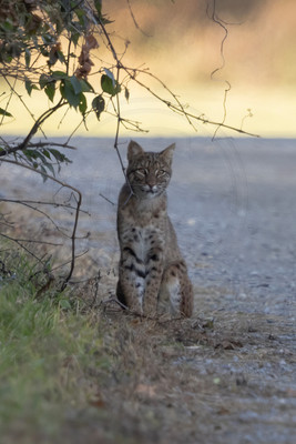 1 bobcat (IMG_1935) November 16, 2023 copy