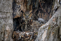 1 great horned owl (AF3A9042) April 2019