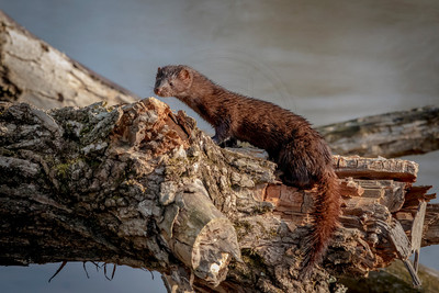 51 mink (624A9178) May 10 2017