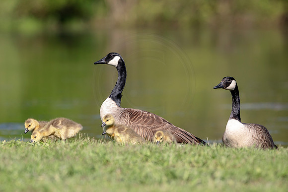 38 geese and goslings (AF3A1576) May 11, 2019