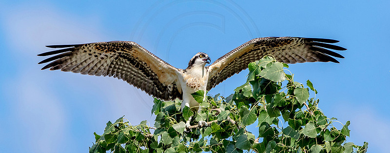1 a osprey kid (624A7917) August 5, 2017 copy