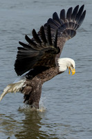 1 a bald eagle (C1112385) November 11, 2021 copy