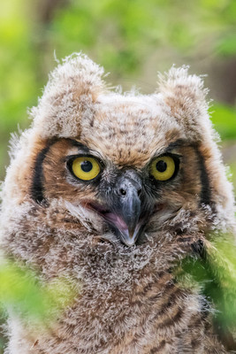 14 baby owl 2 (624A7621) May 9 2015