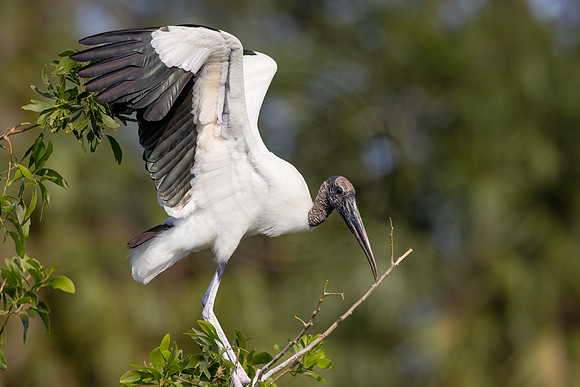 Wood Stork - Debbie Quick