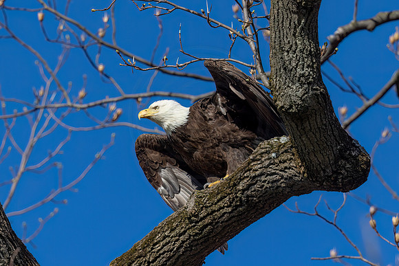 Bald Eagle taking off - Debbie Quick