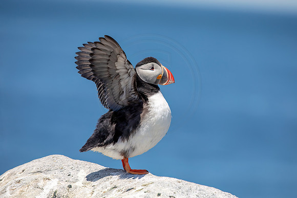 Atlantic Puffin - Debbie Quick
